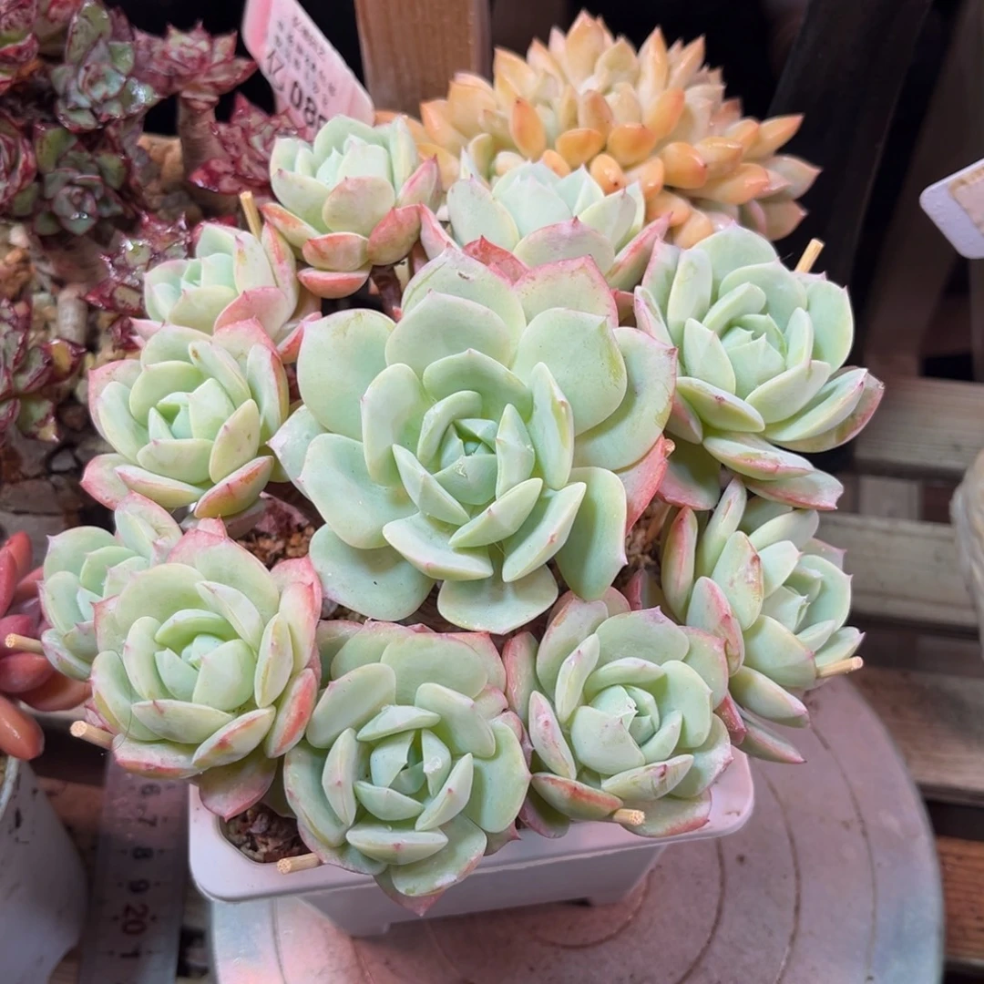 恋曲手捧多肉植物duinvnvn