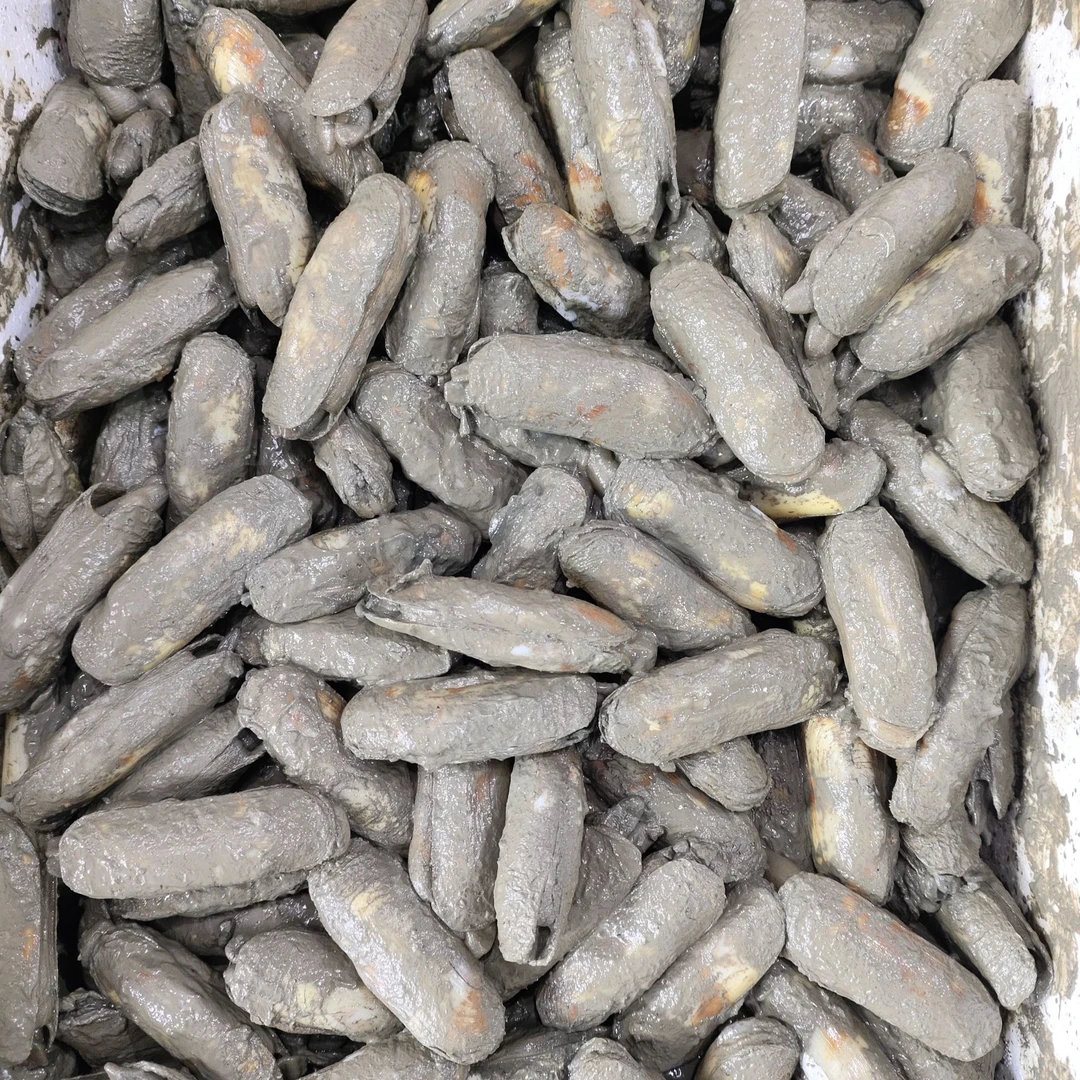 【新鲜蛏子】上街弟推荐 黄蛏 肉质鲜甜 海鲜贝壳 福州发货多规格