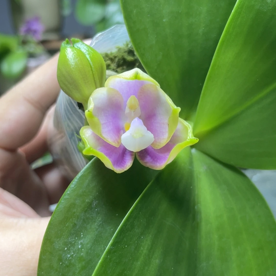 完全开放反射龙交洋洋粉玛丽