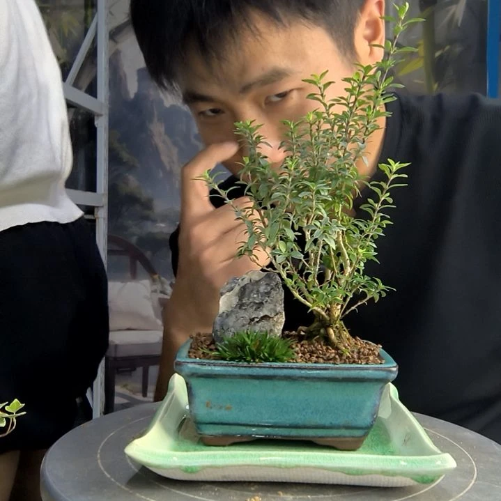 A***n中青园艺一物一拍76