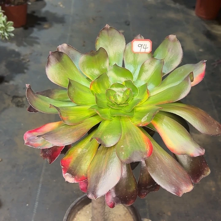 巫毒七彩大长长腿94多肉