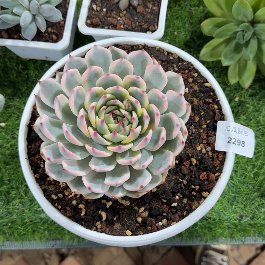 2298吉娃娃锦多肉植物