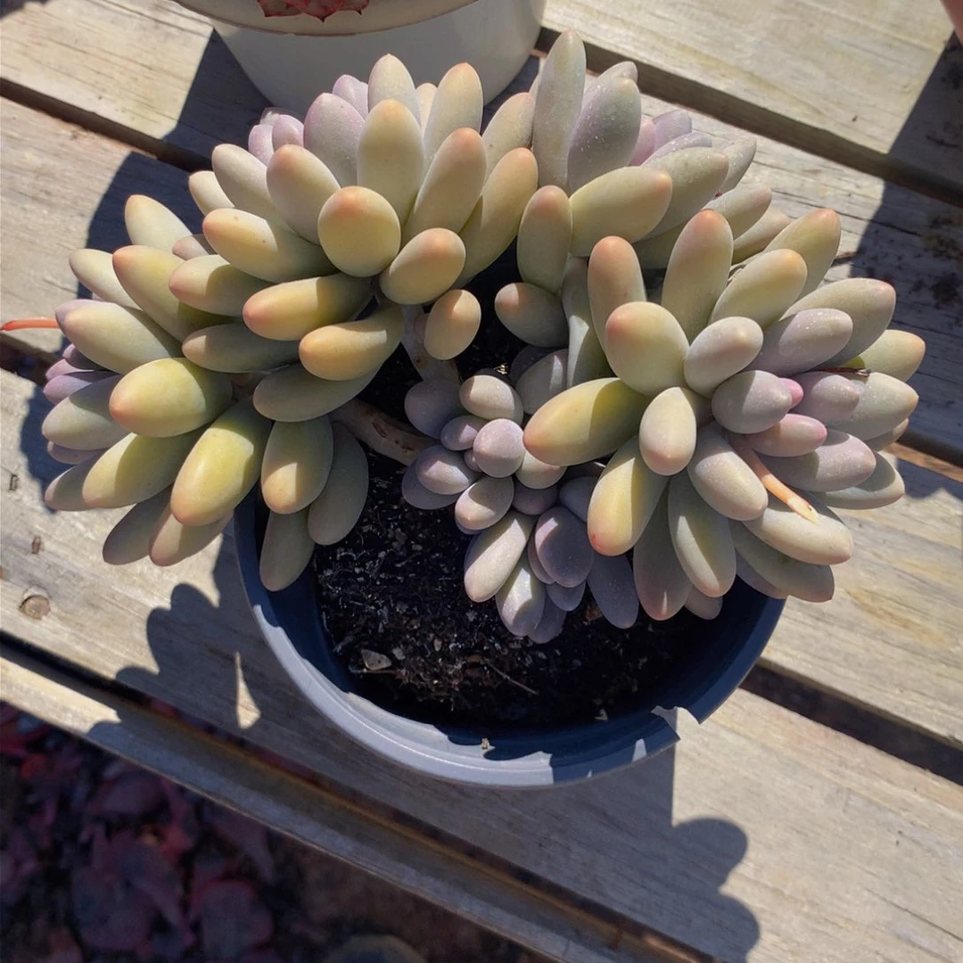 汤圆群生多肉植物