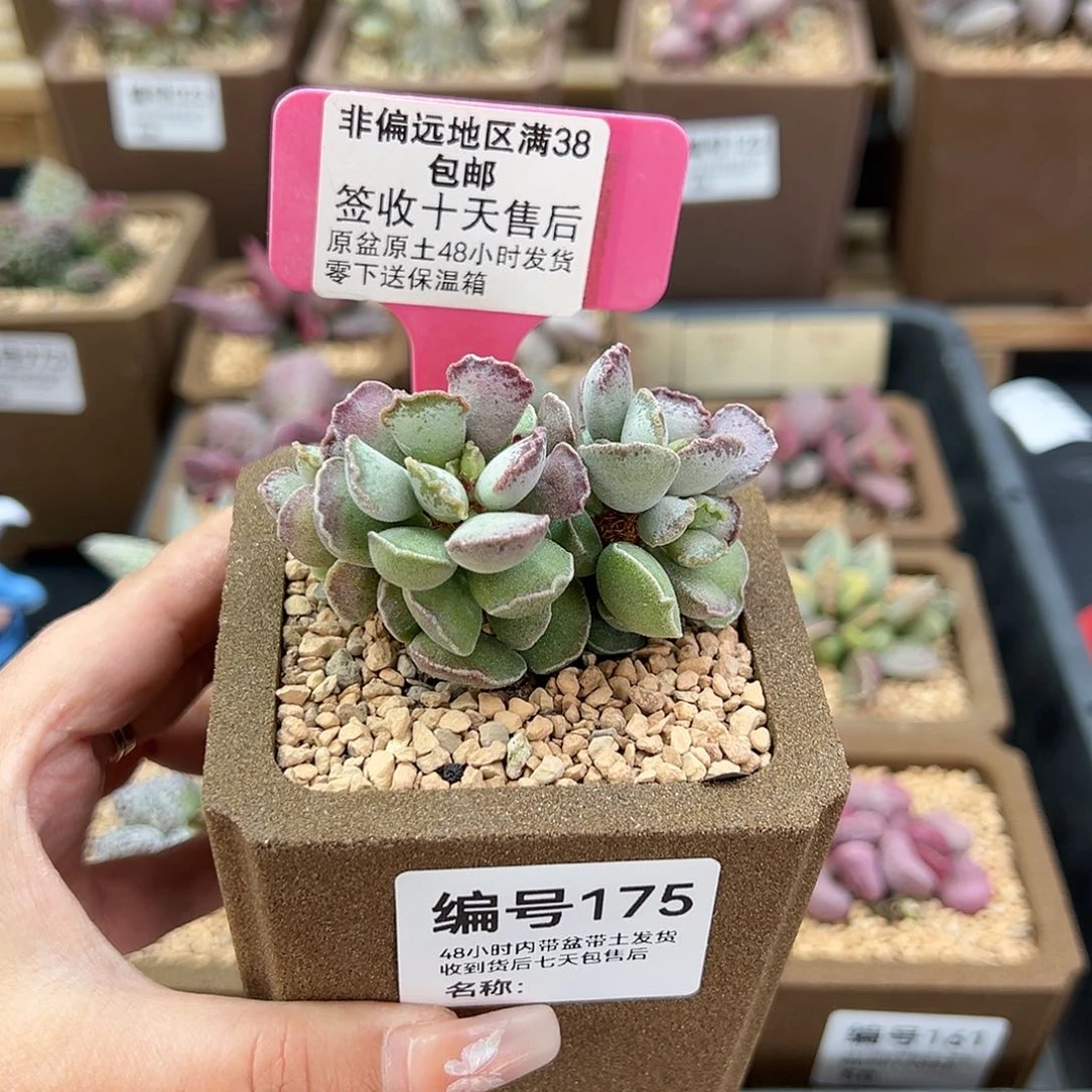 175毛库博多肉植物