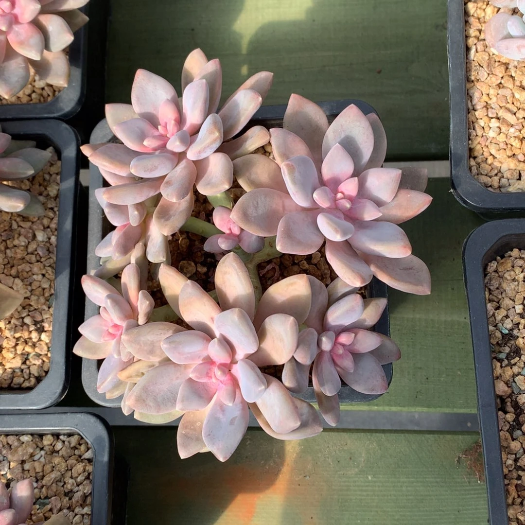 丽莎花园 多头 一颗