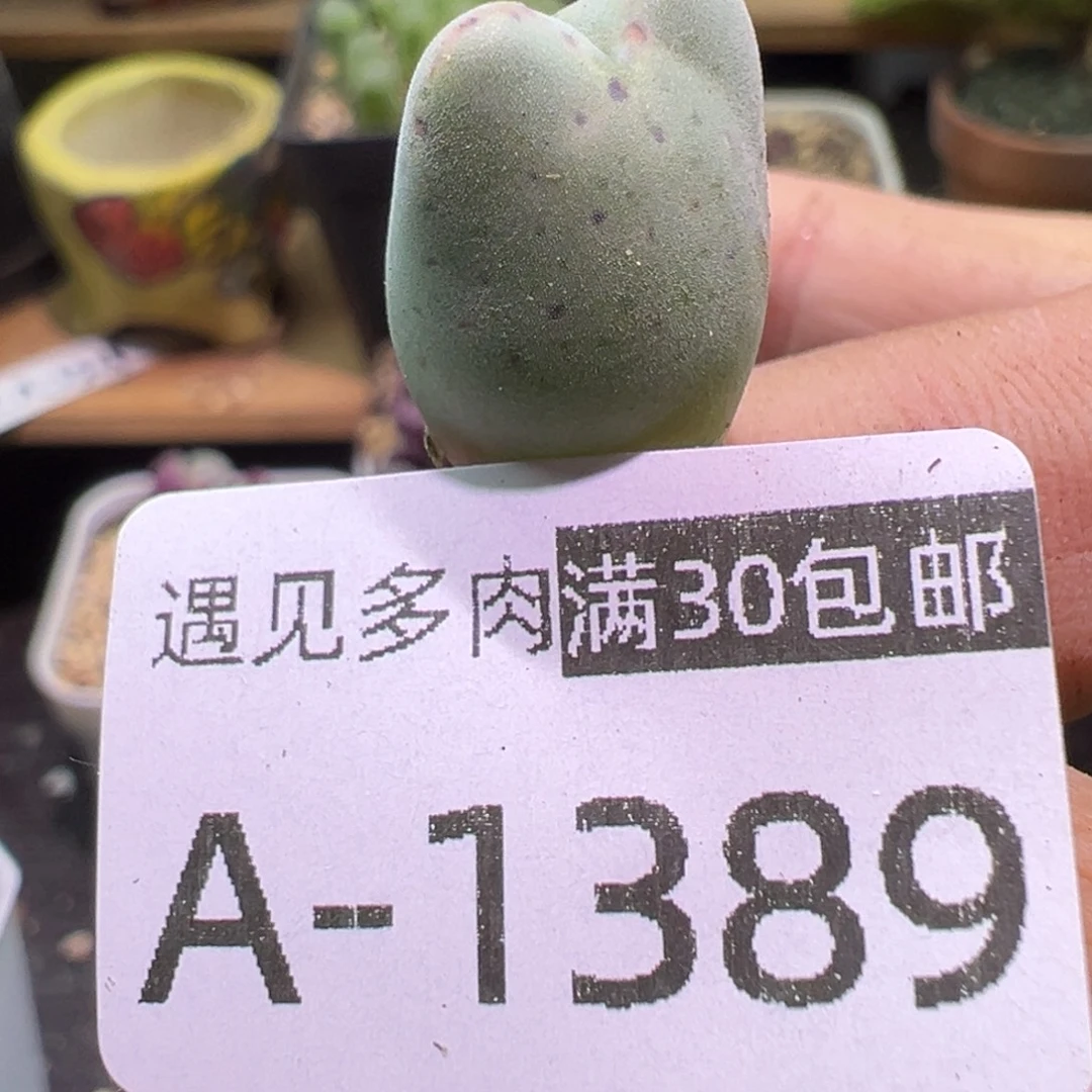 sh458 多肉植物11111111111