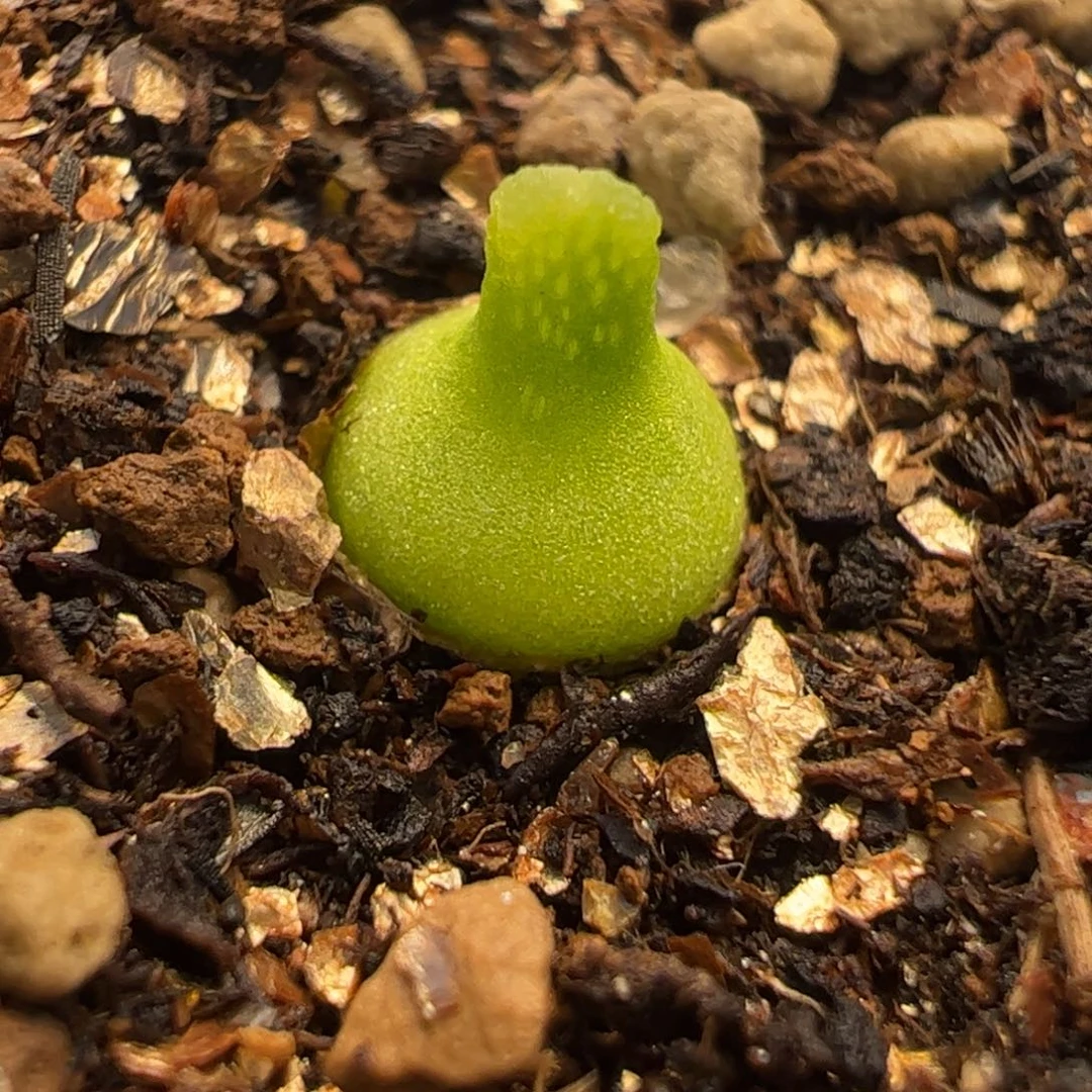 142多肉植物百科