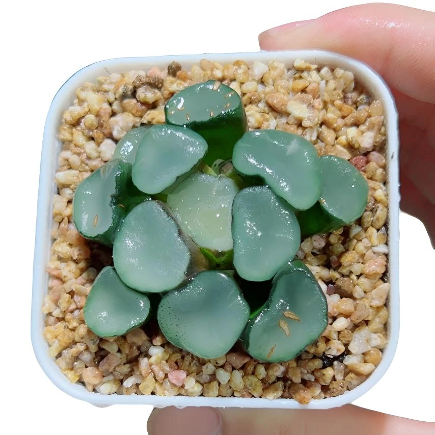 万象系列（空门万象）【满16包邮】