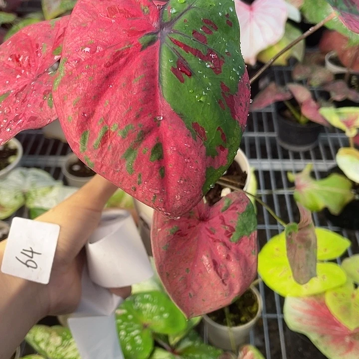 完全开放63心肝泰彩