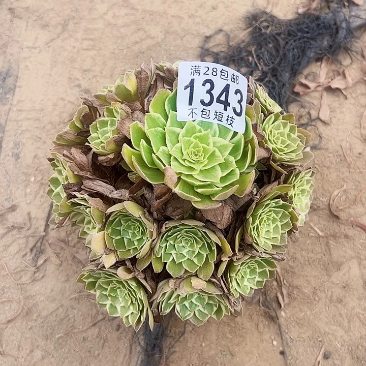 水蜜桃多肉植物1343