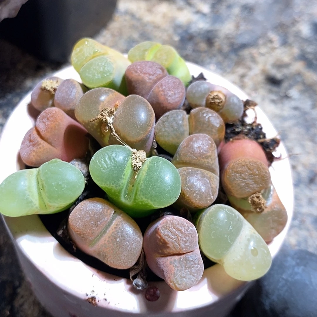 十颗单头彩风铃。