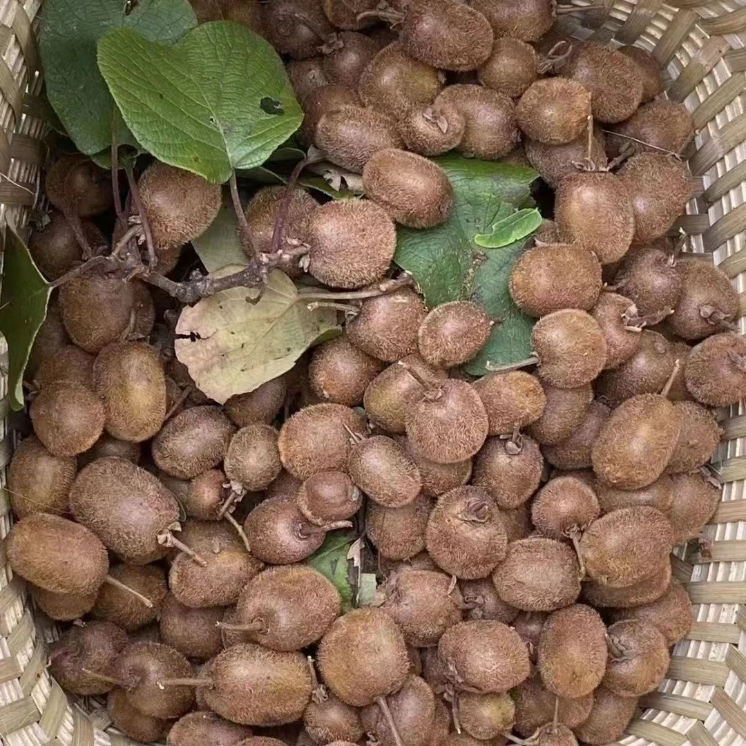 农家当季露天野生时令混装瓜果蔬菜猕猴桃野生猕猴桃泡酒新鲜