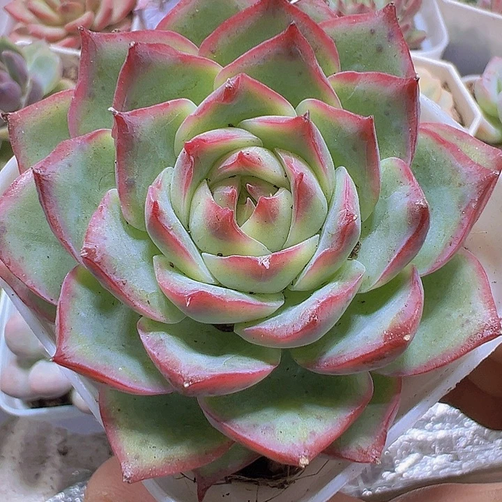 侧影19包邮多肉植物