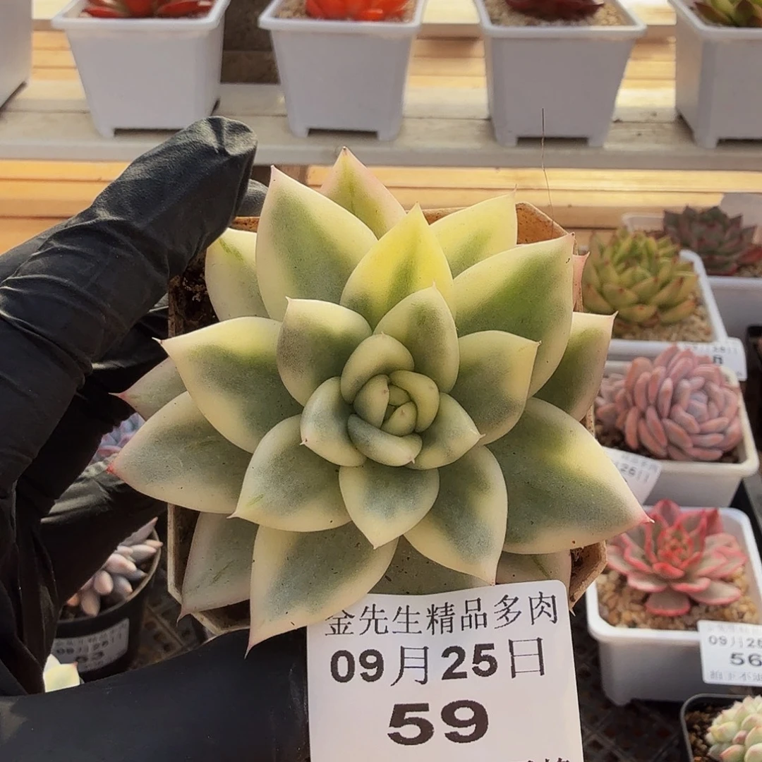 0925-59幸福锦单头