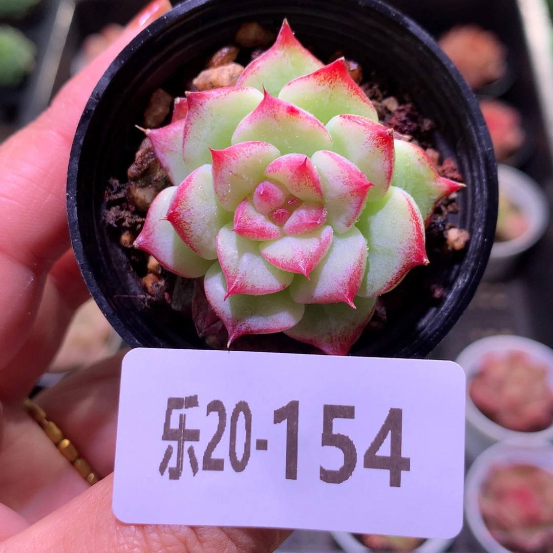 乐然20-154 新品
