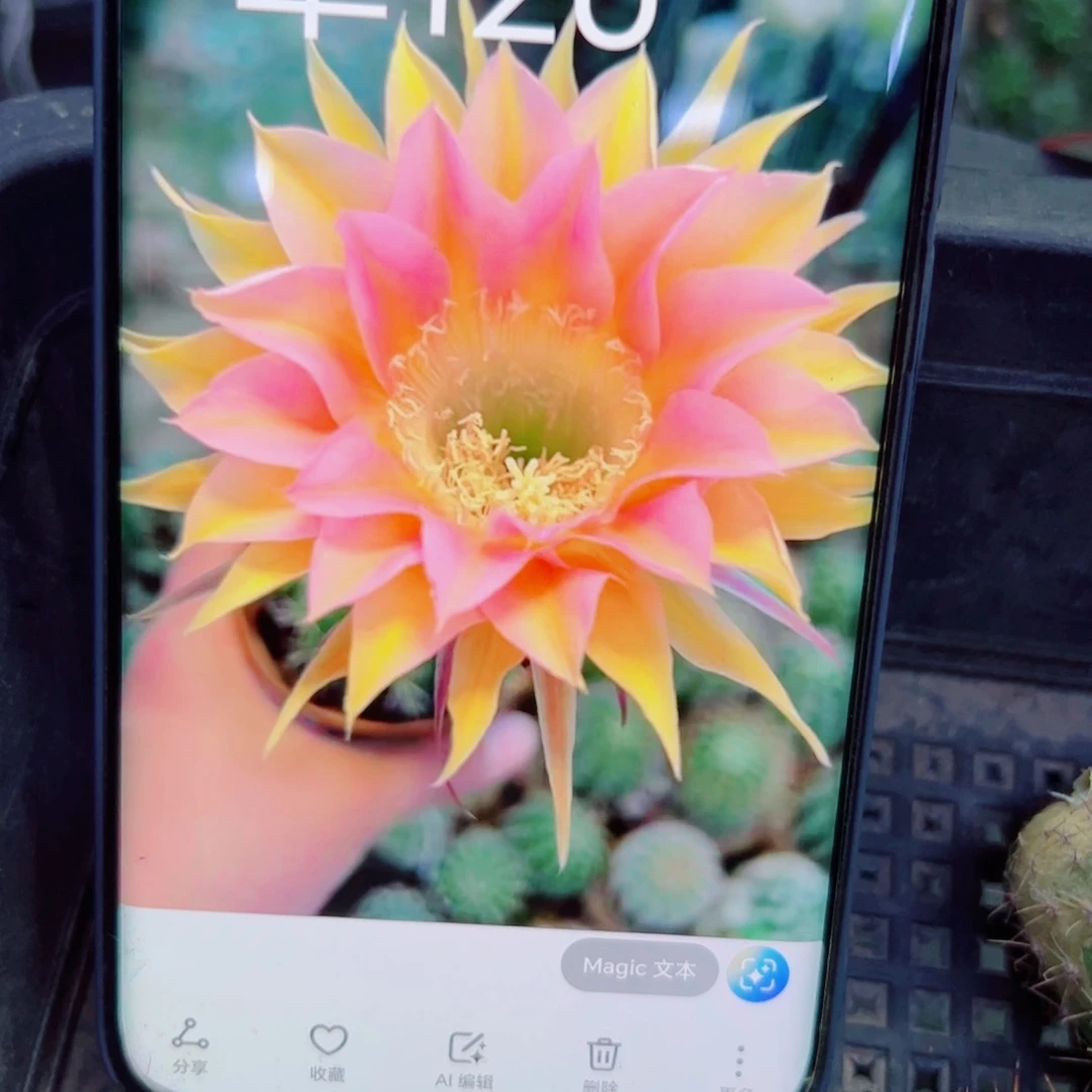 下51彩草120 歪无根侧芽4公分左右20包邮