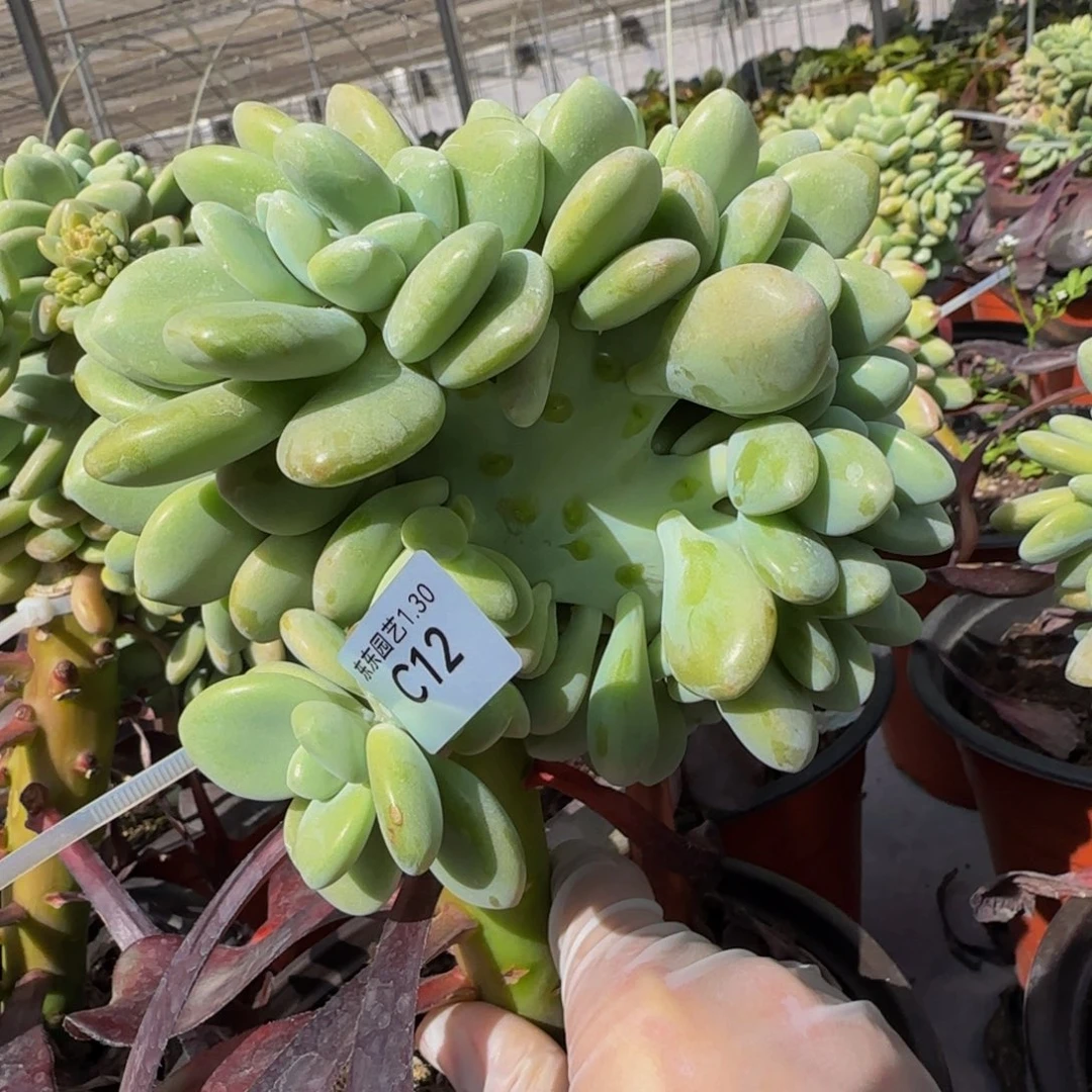 雨**晨x c c c c c c c c 12