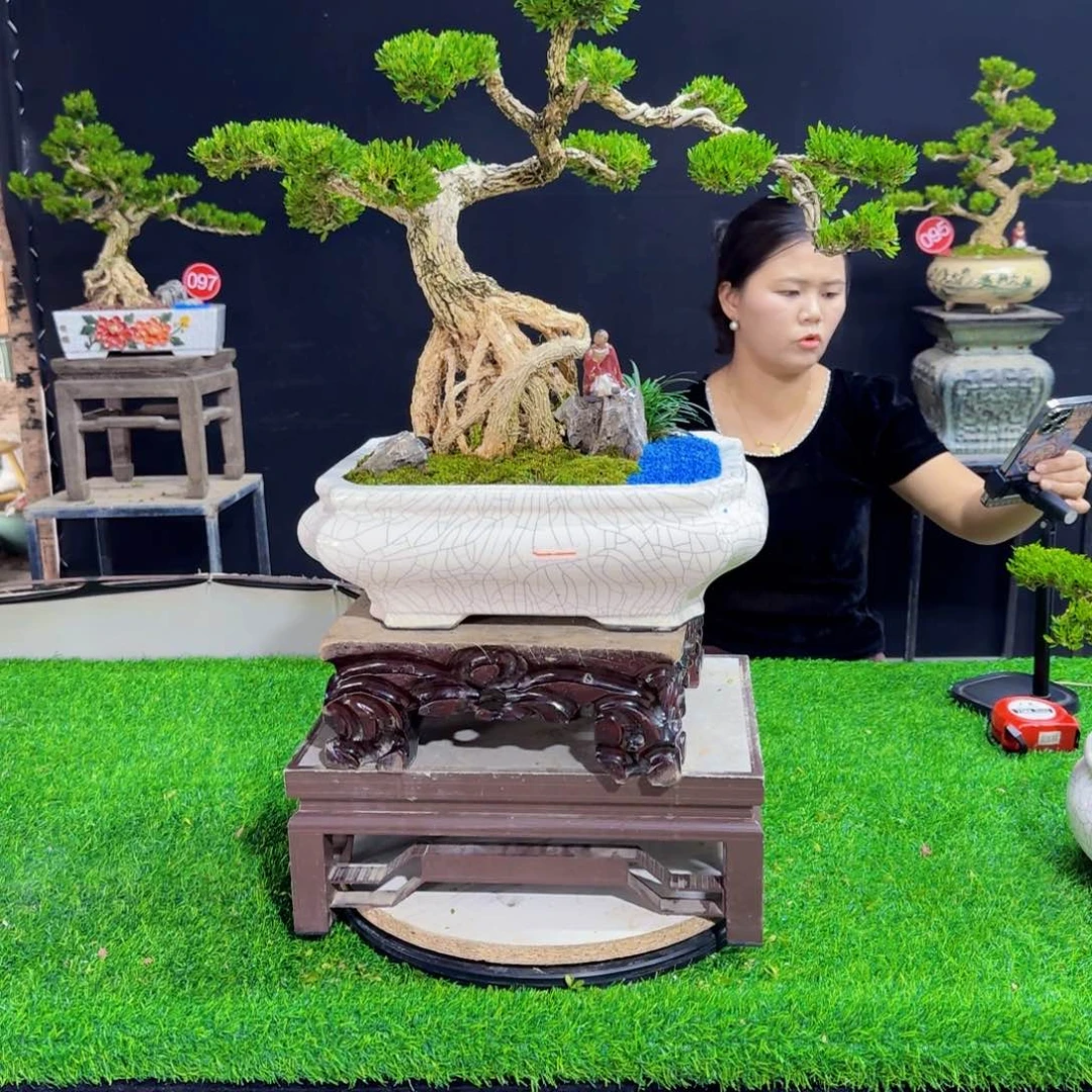 当前无花朵，栽培后可花朵