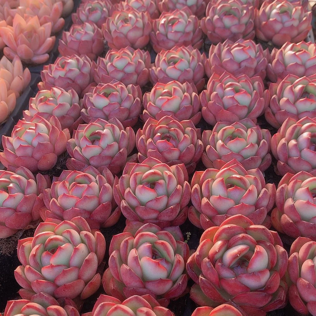 三颗花田错34567899990