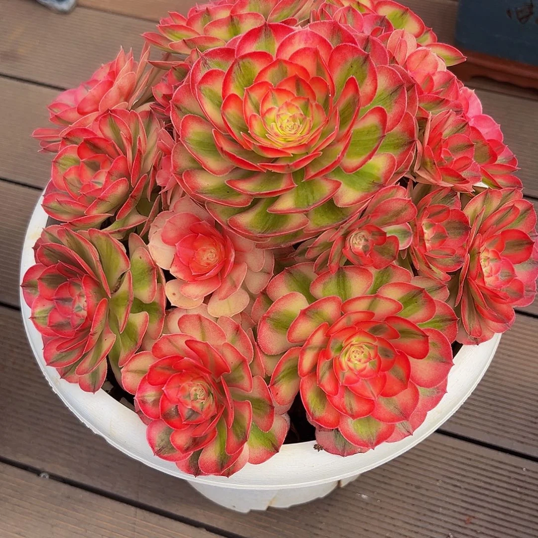 刘***芹1111111111111111111