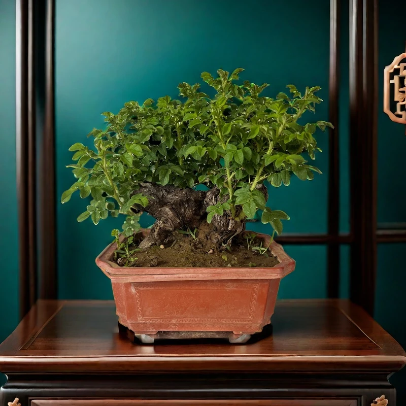 香水玫瑰老庄食用玫瑰老庄盆景玫瑰造型盆景老庄玫瑰丰花一号玫瑰