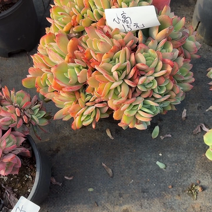 浪***线多肉植物一物一拍小