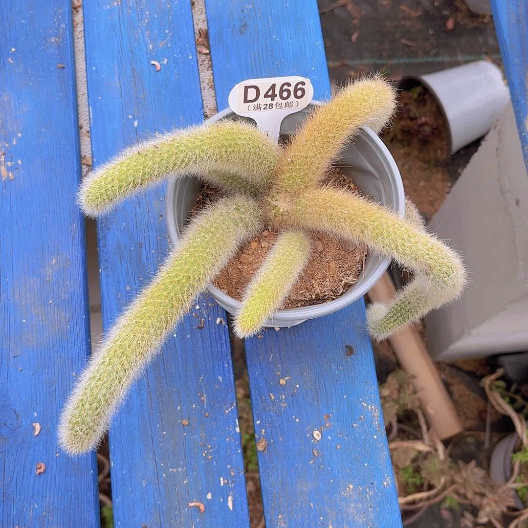 D466九尾狐一物一拍