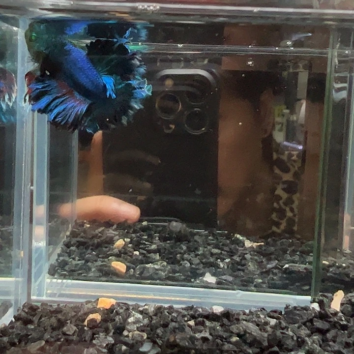 斗鱼竞拍跑单拉黑21日49