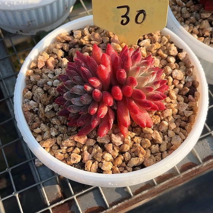 虞羊130号码牌子的话题了