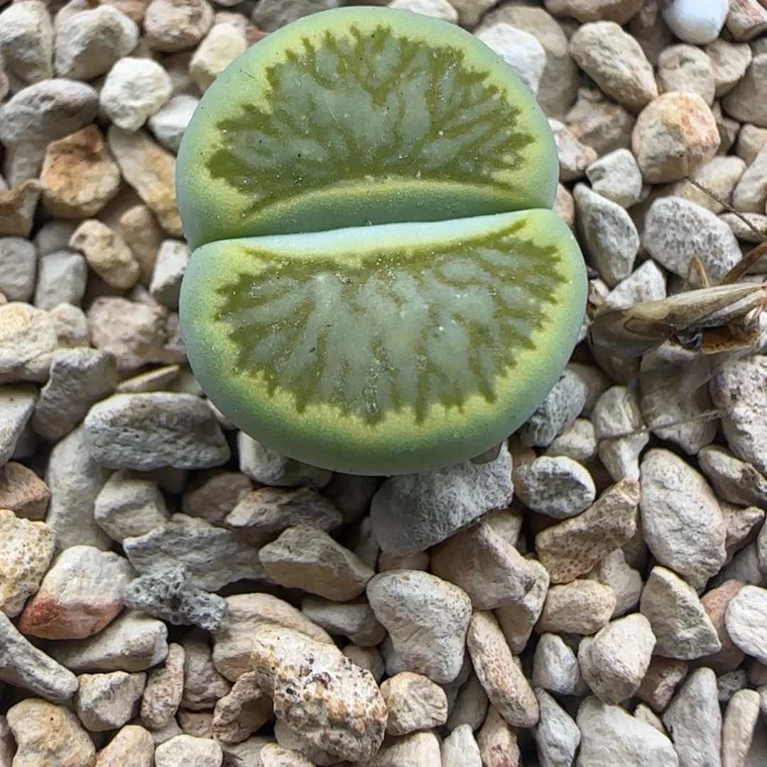 791 生石花大棚直播