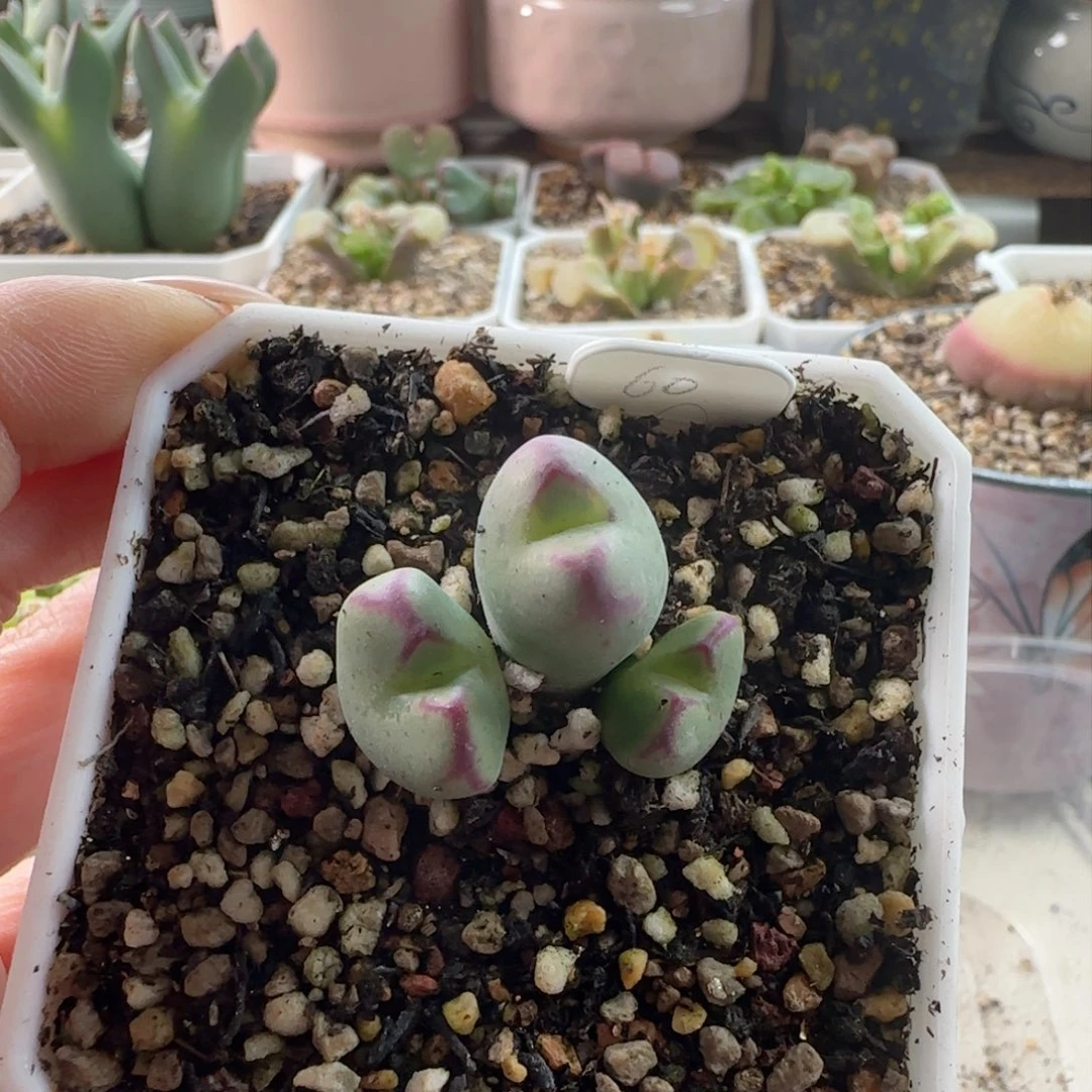 将杂 特选。          
