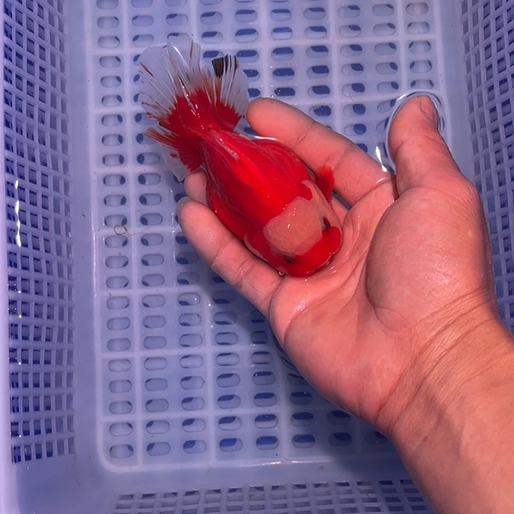 龙睛金鱼渔场直销玛丽金鱼