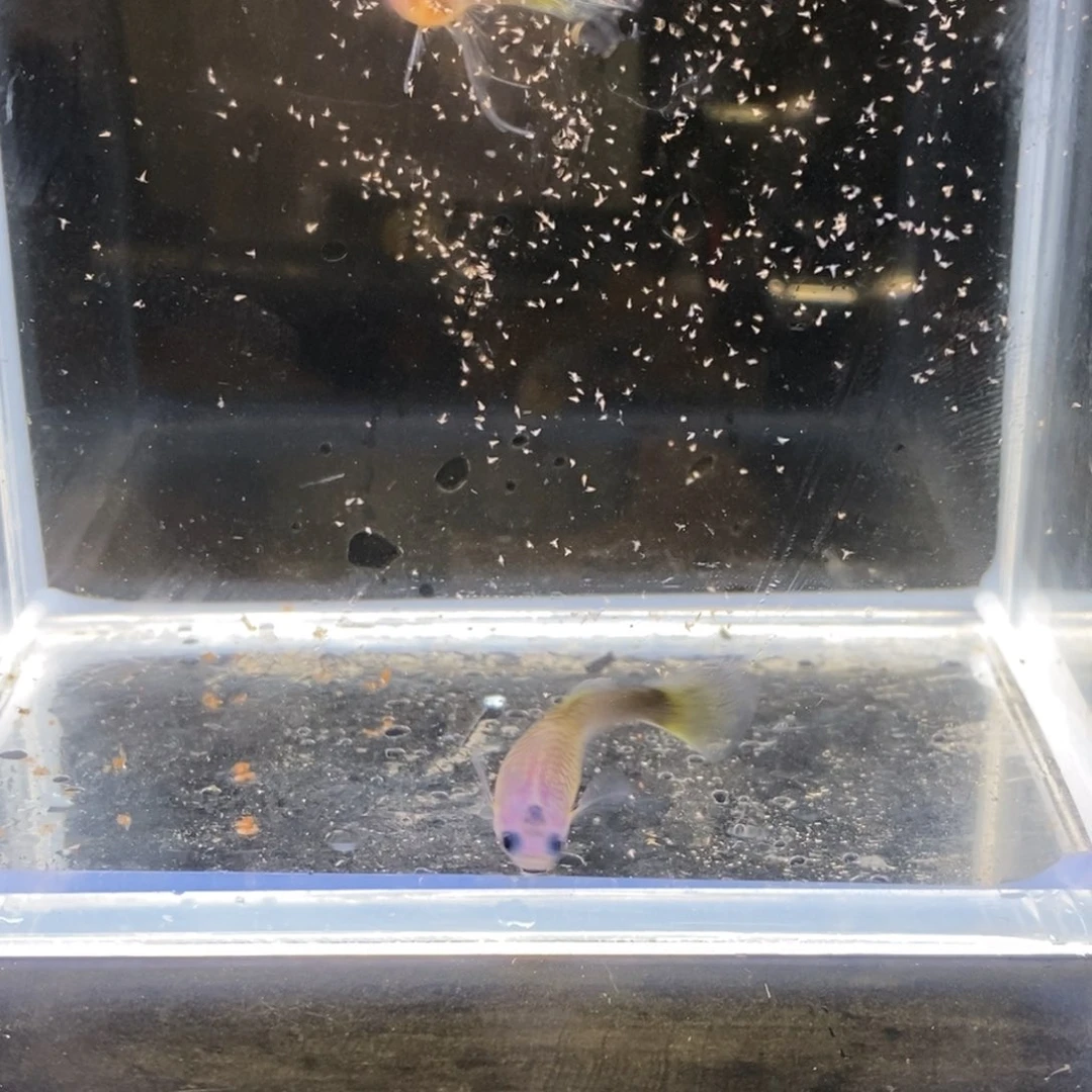 孔雀鱼小蜜蜂玻璃c一对加一母