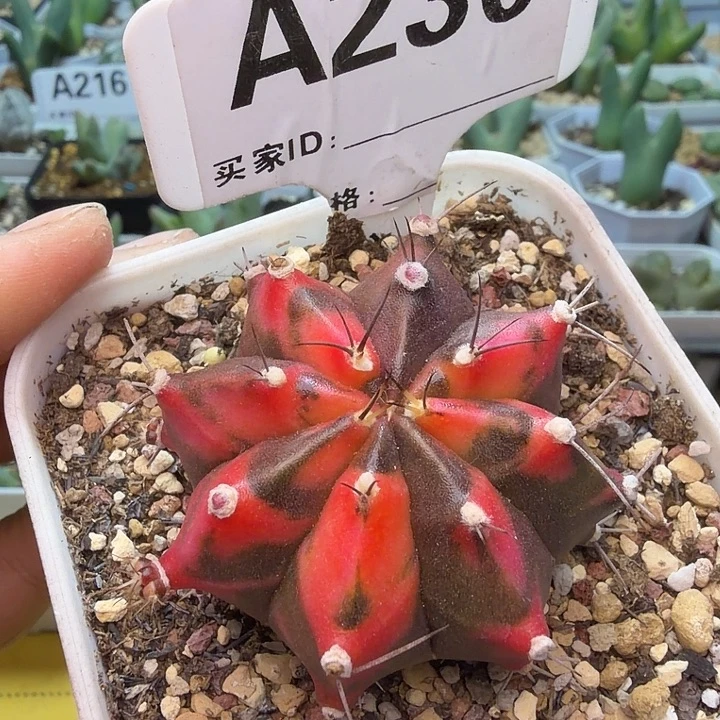 230。满38包邮肉锥