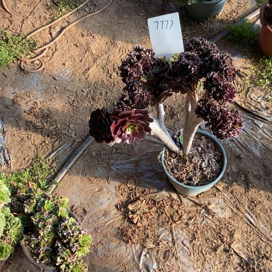 劉***》7777欧紫干伤处理