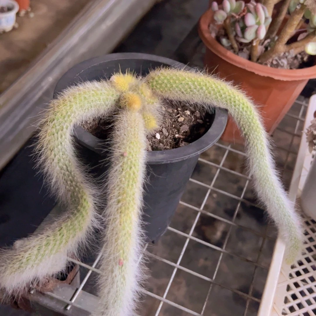 九尾狐三大头起发老桩