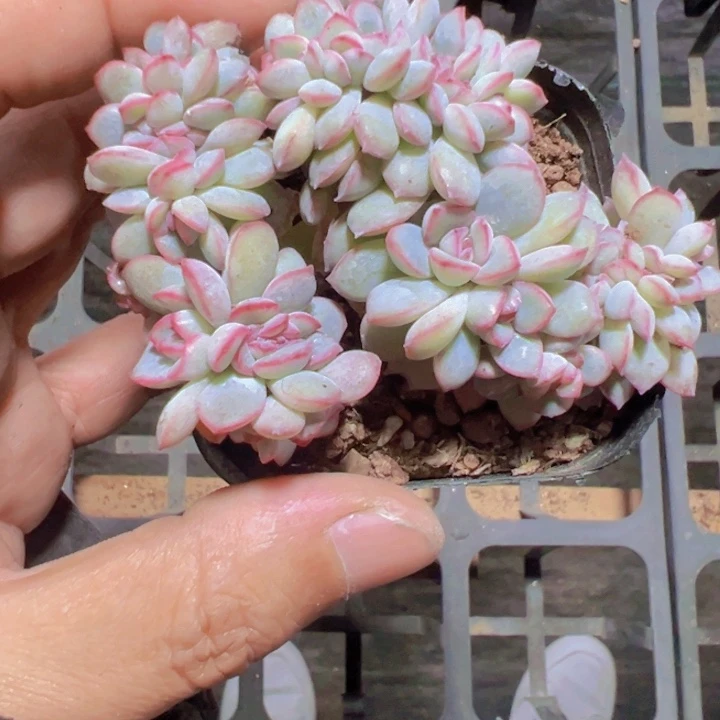 白拉糖缀化多肉植物