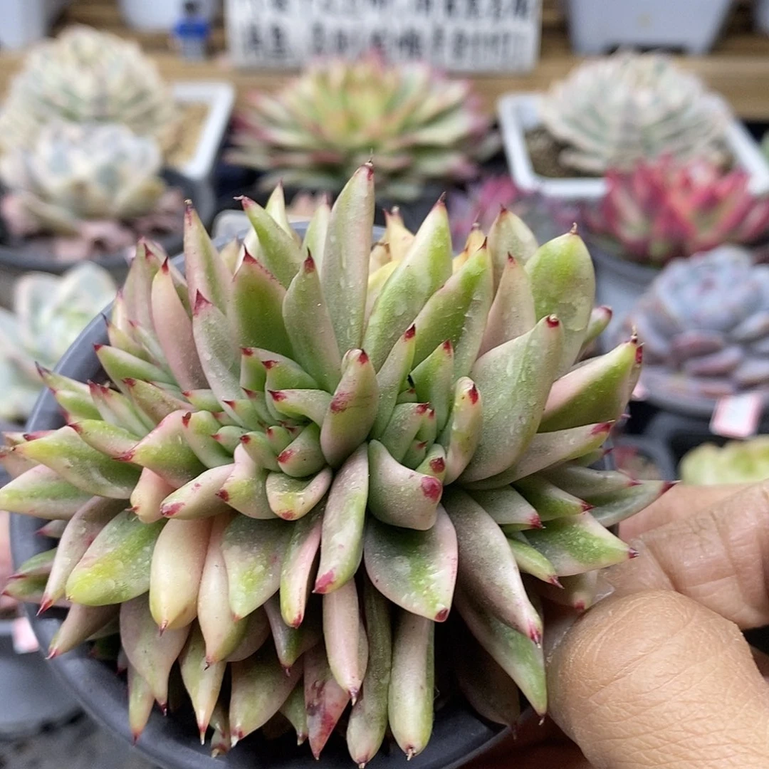 30133 艾克魂宽锦缀