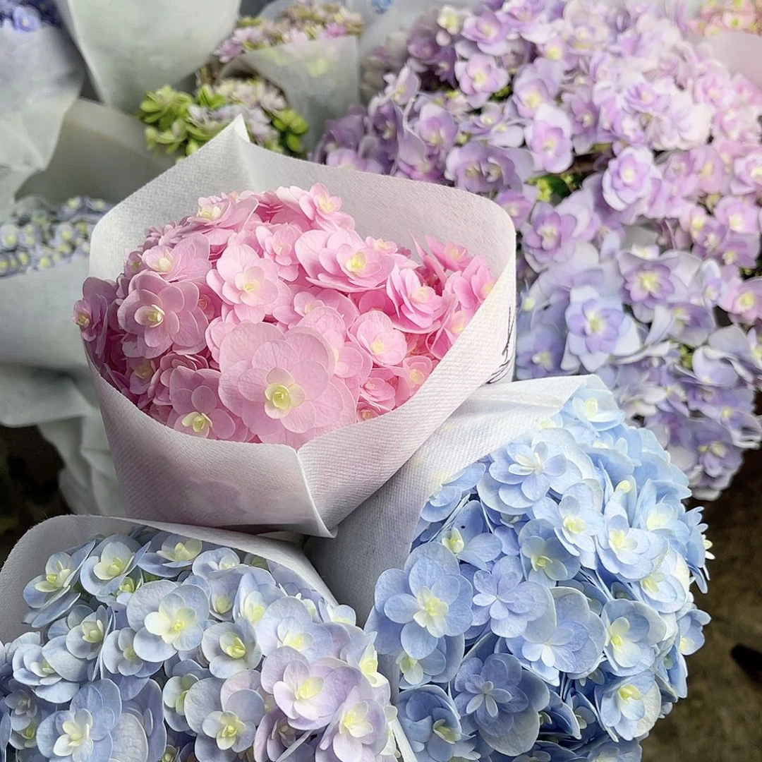 完全开放稀有绣球花56三枝