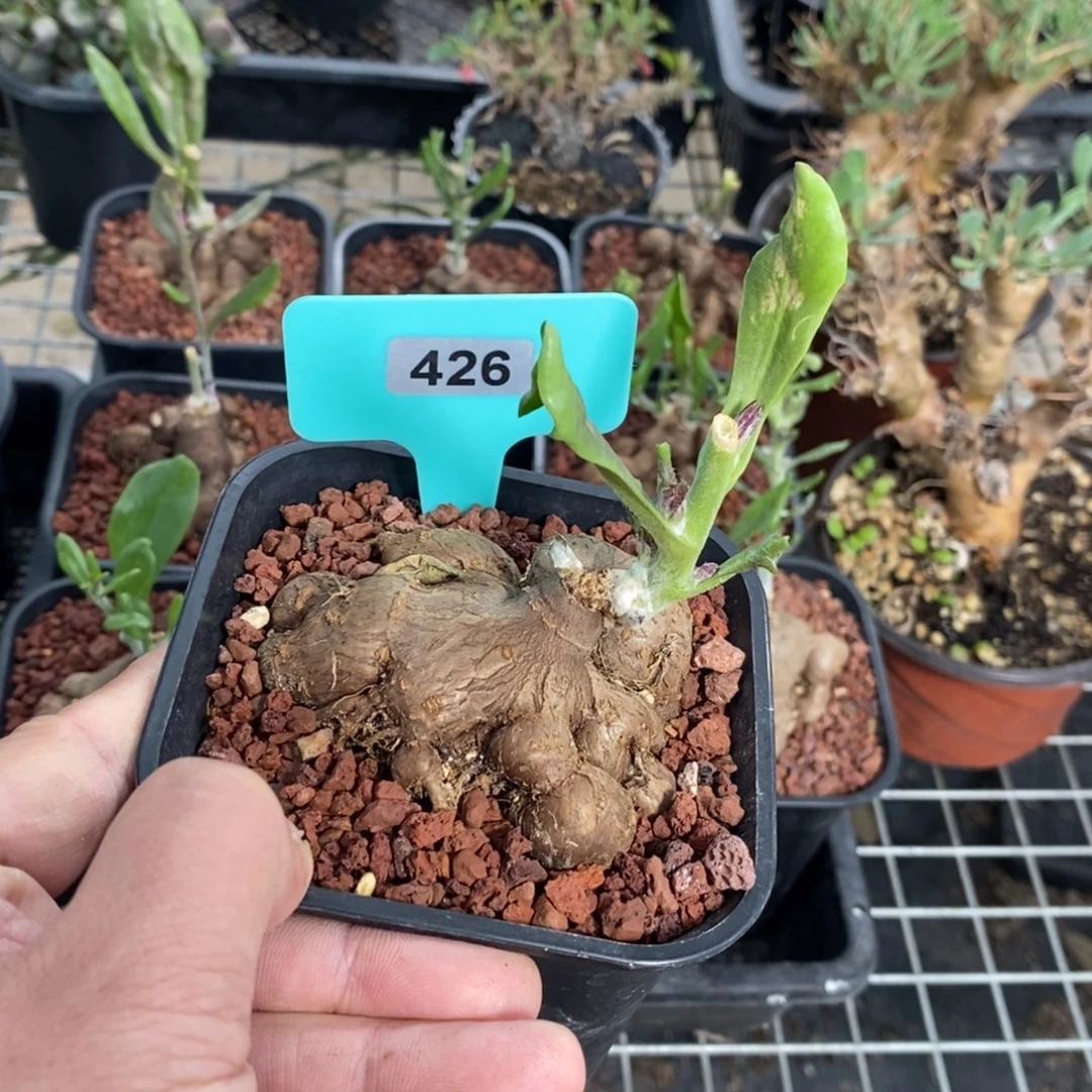 海星厚炖菊一个多肉