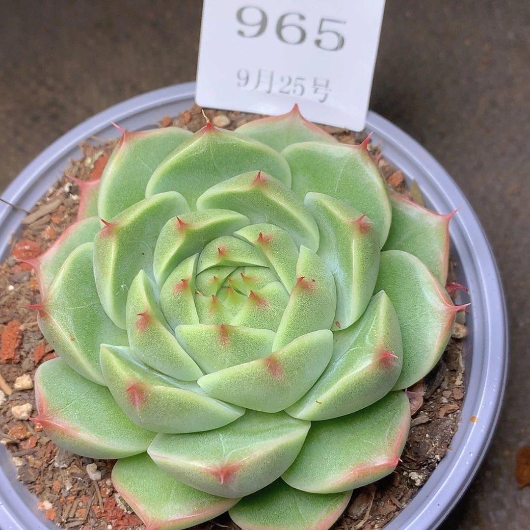 【闪购商品】云965号