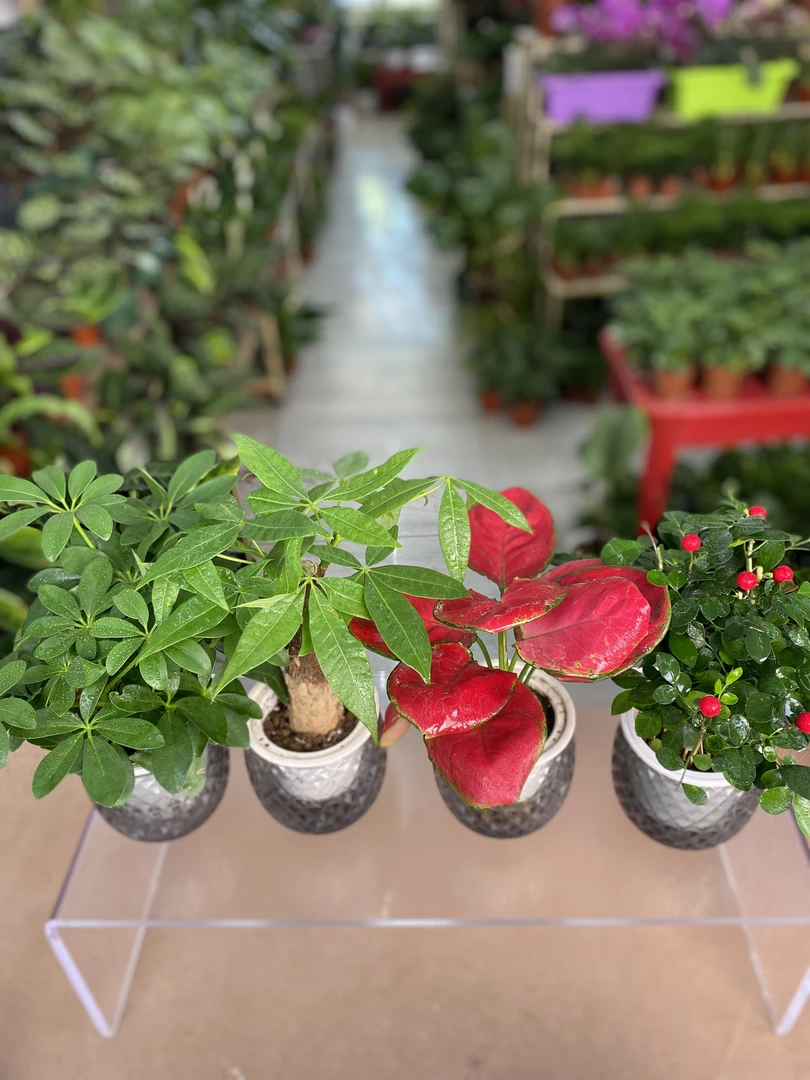 【新疆包邮】水培绿植家居四件套