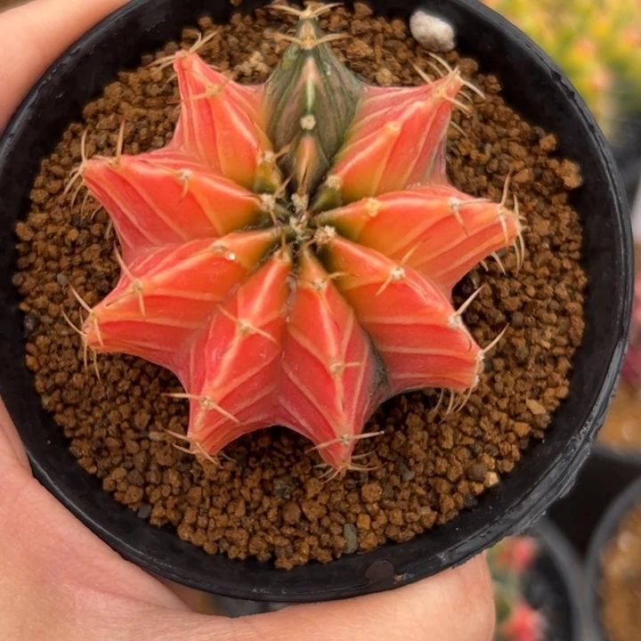 泰国米哈仙人球实生