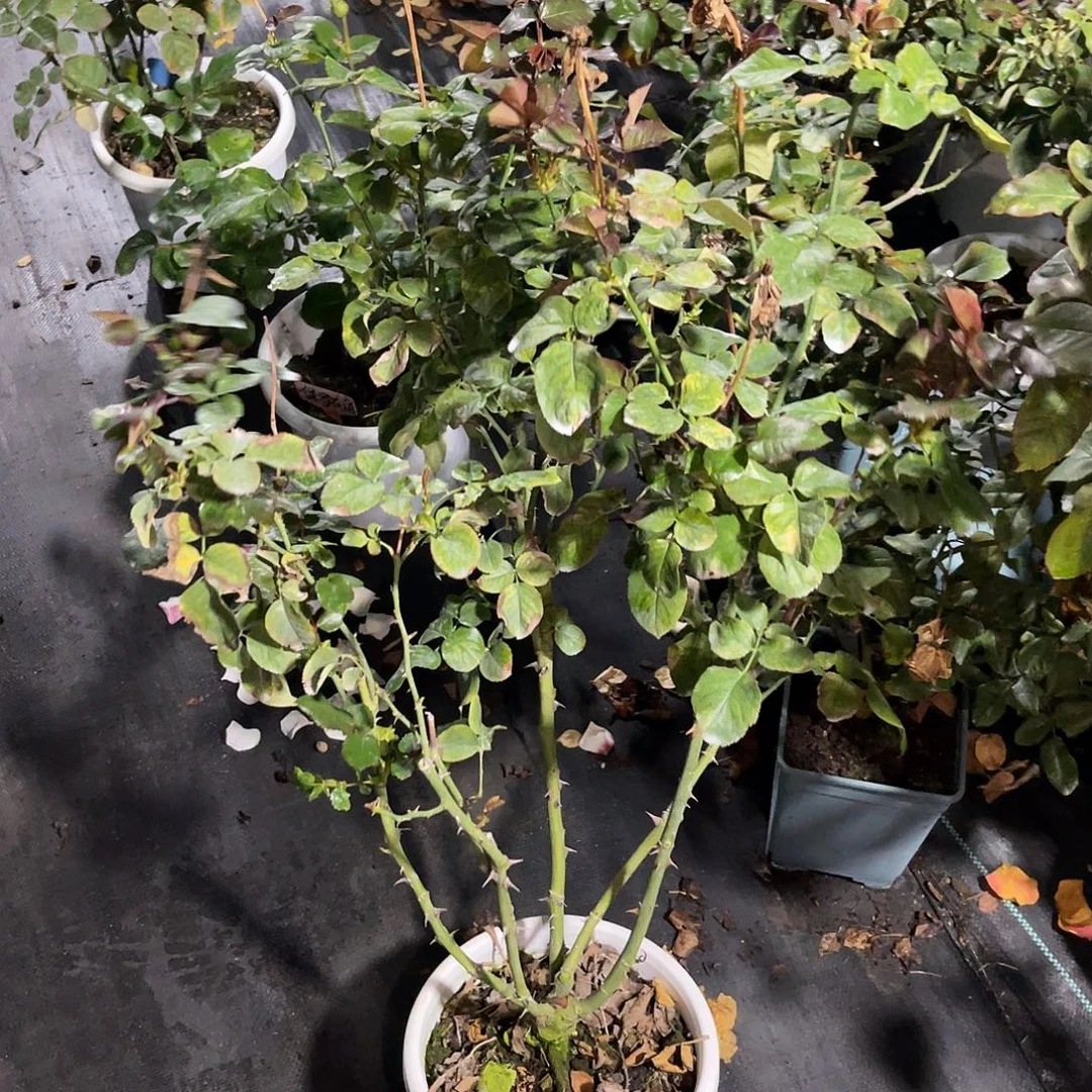 无花朵——金秋 福利款 母本