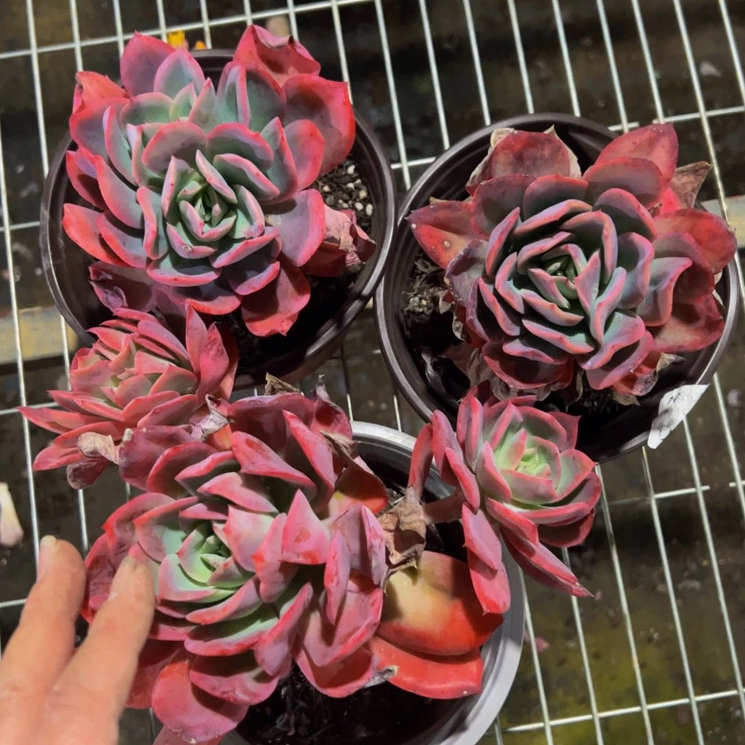 绮罗仙子单头起三盆