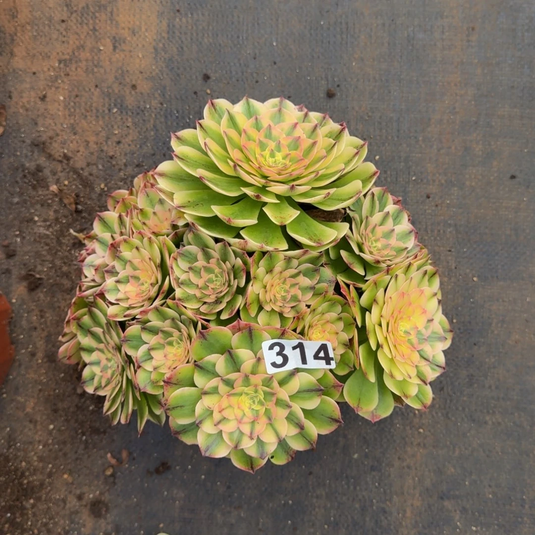 314多肉植物伊丽莎白