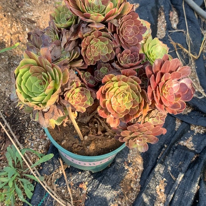 015花月夜多肉植物特价