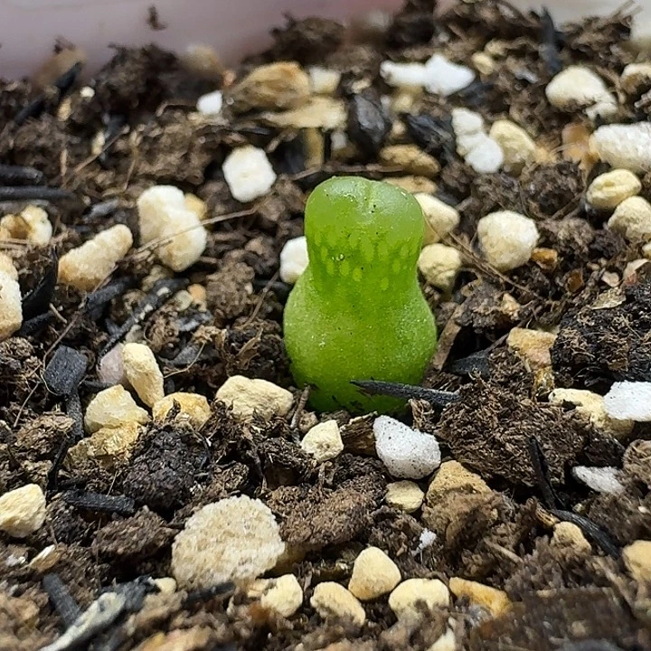 老马生石花小葫芦2533