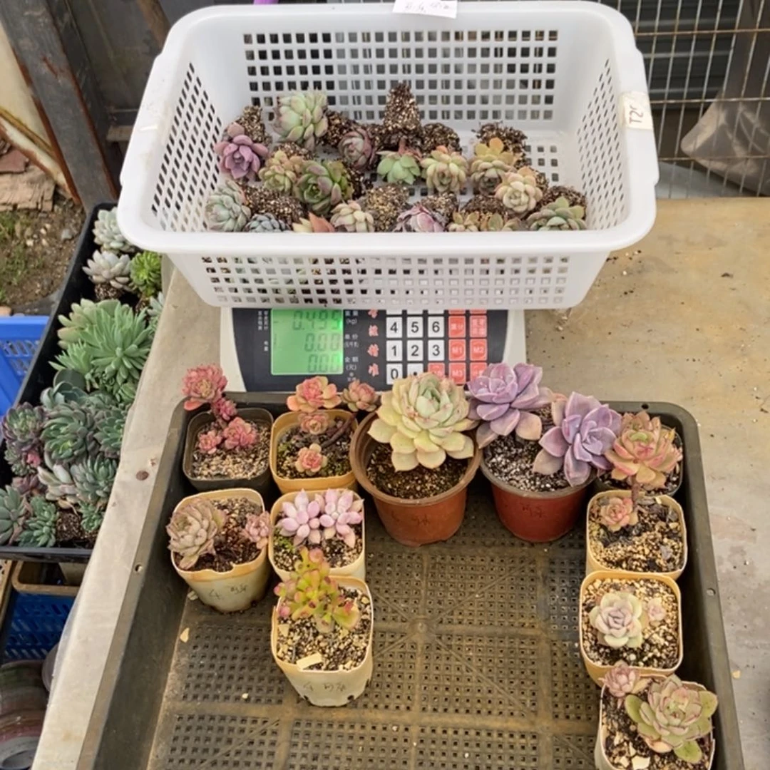 134号花29个 我的可乐