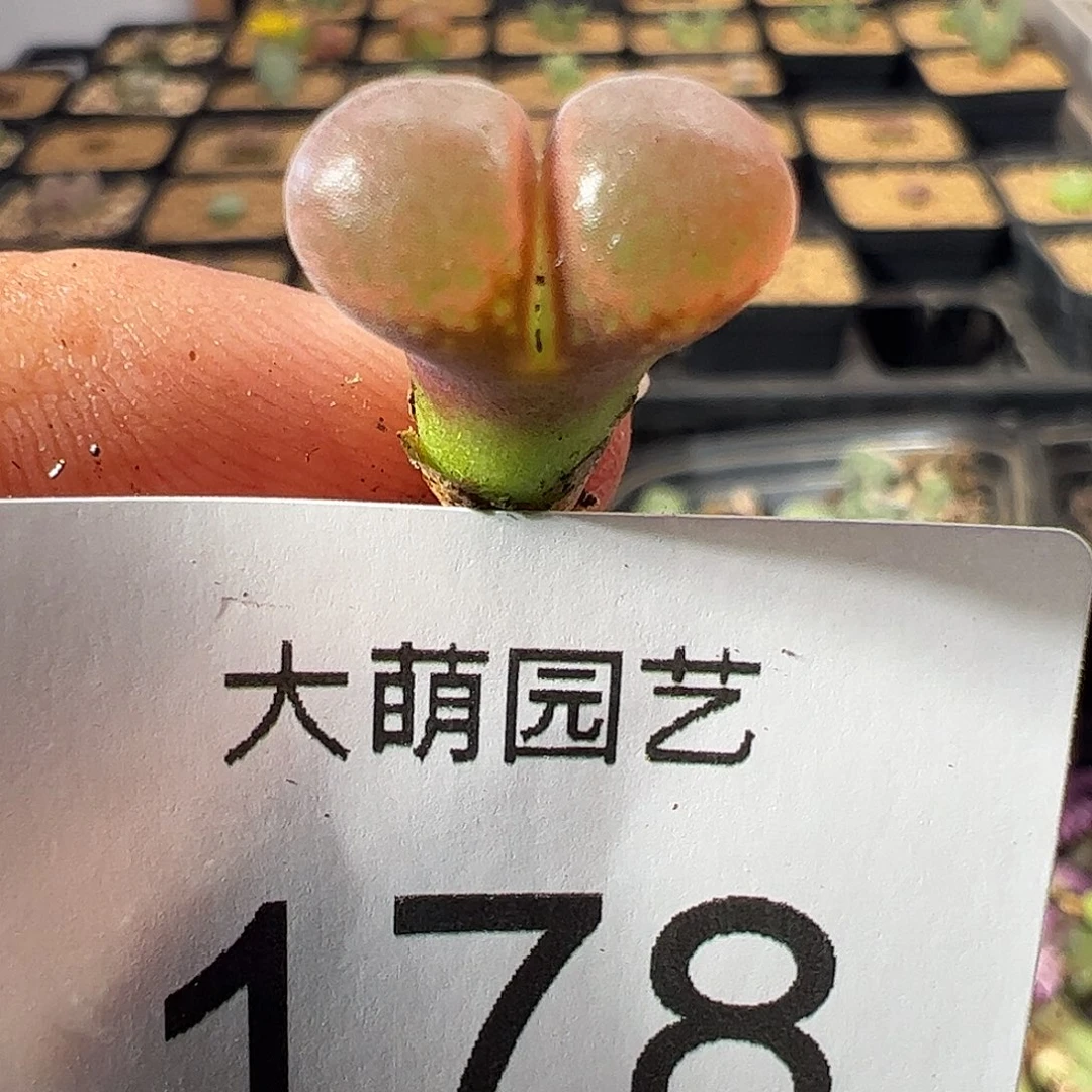 一物一拍大萌一号红风铃，178